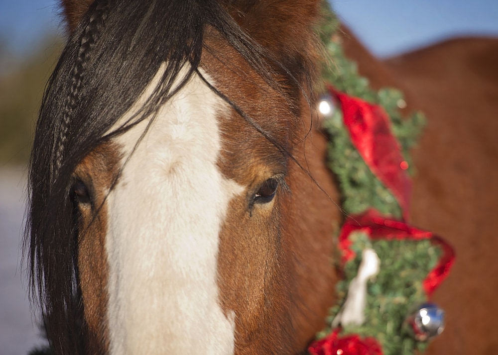 inside columbia,columbia,como,midmo,missouri,central missouri,holiday,inside scoop,things to do,event,christmas,Holidays with the Clydesdales,warm springs ranch,horses,holiday season