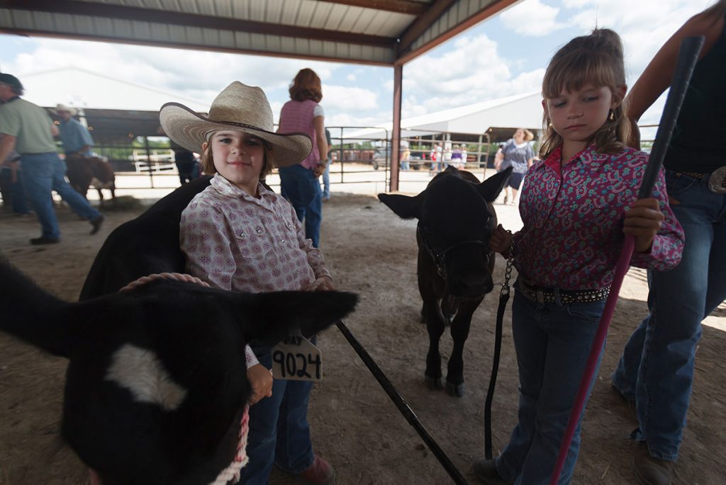 Calves being shown by two young children, a boy and a girl.