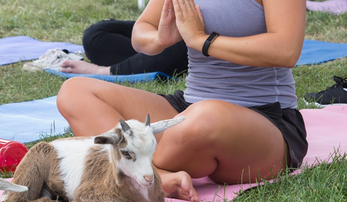 goat yoga,goat yoga of mo,como,columbia,mimosas