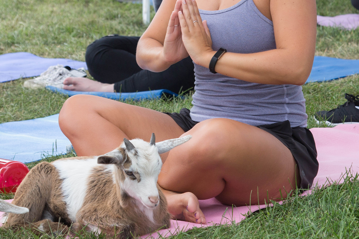 goat yoga,goat yoga of mo,como,columbia,mimosas