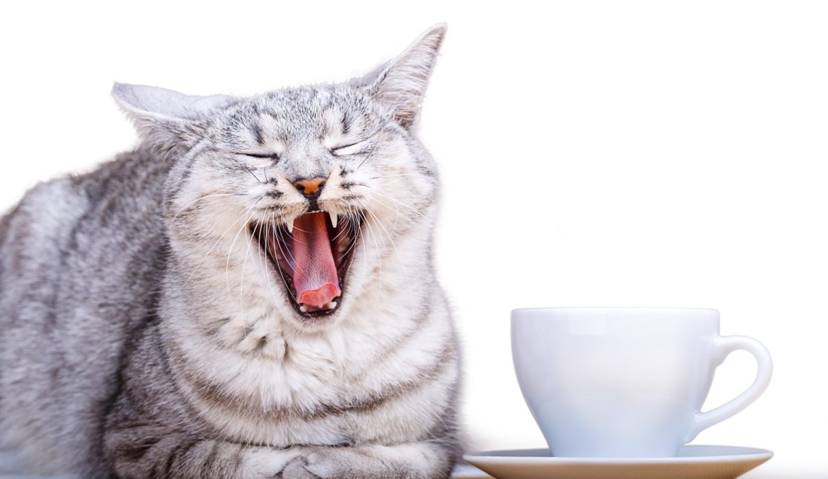 Cat yawning next to coffee cup