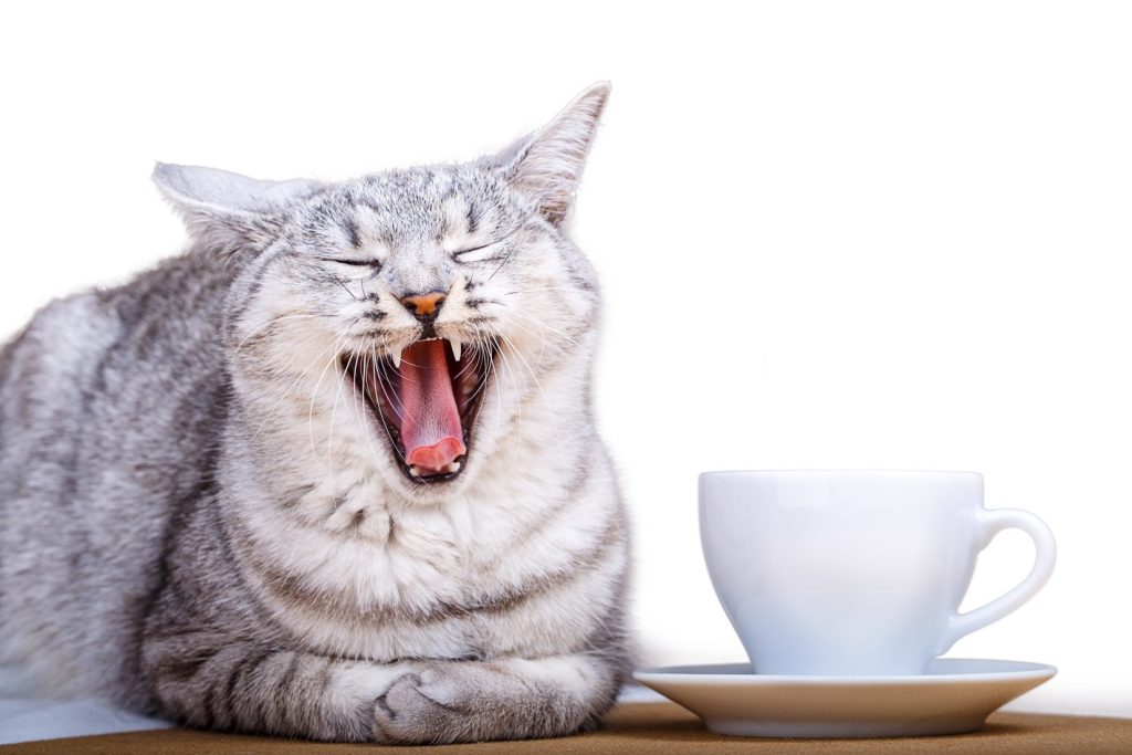 Cat yawning next to coffee cup