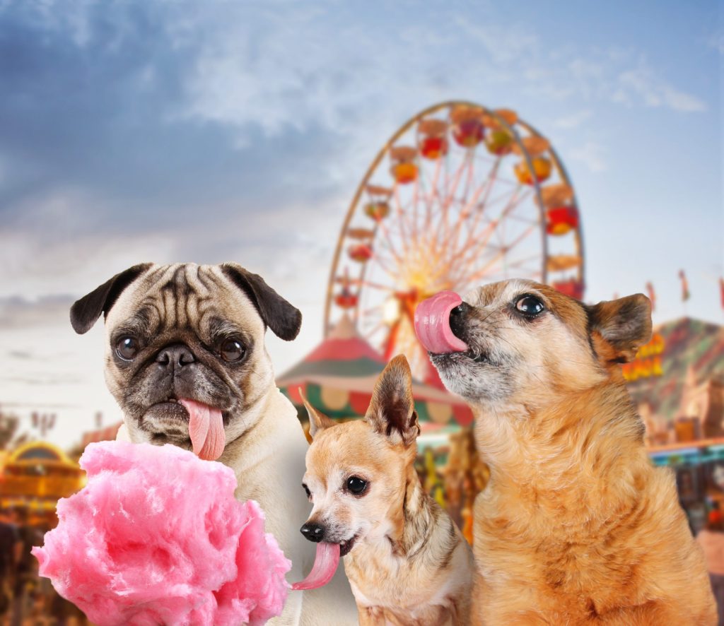 Three,Dogs,At,A,Carnival,Of,Fair,Eating,Pink,Cotton