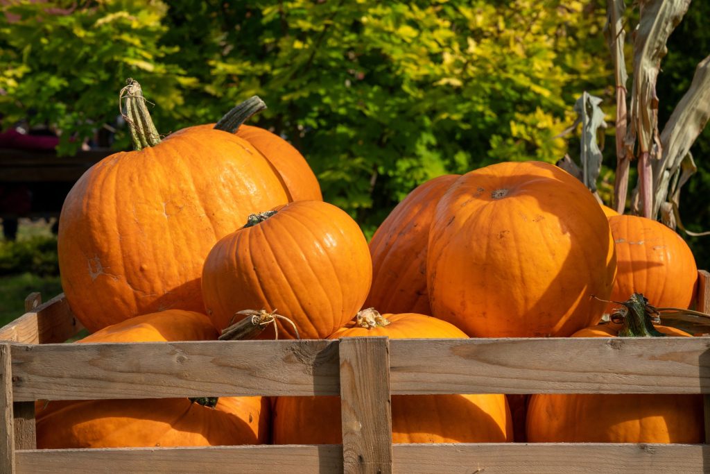 Pumpkin,Market.,Organic,Orange,Pumpkins,In,Wooden,Box.,Autumn,Harvest.