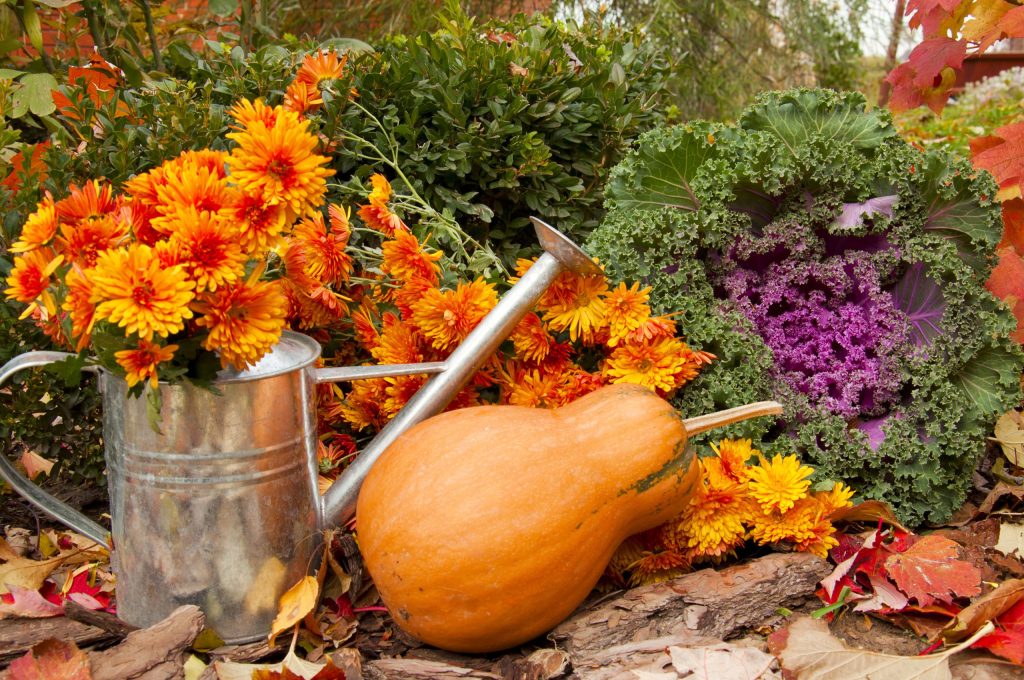 Orange,Pumpkin,,Watering,Can,With,Chrysanthemums,And,Decorative,Cabbage,In