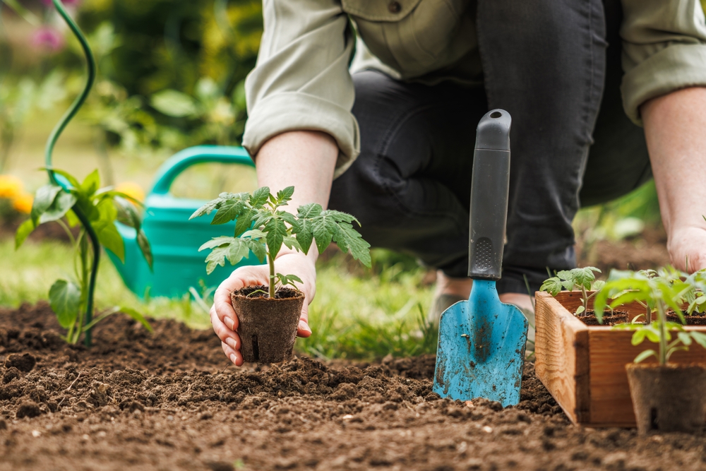 gardener,planting,seedling,of,tomato,plant,in,biodegradable,peat,pot