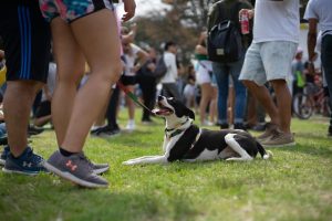 buenos,aires,,ar, ,sep,17,,2022:,a,happy,dog