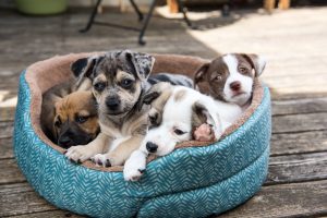 litter,of,terrier,mix,puppies,playing,in,dog,bed,outside