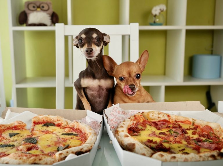 hungry,two,little,dogs,eating,pizza