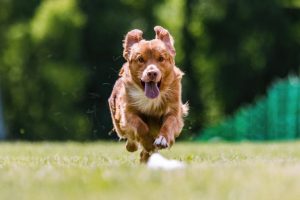 nova,scotia,duck,tolling,retriever,toller,running,lure,course,sport