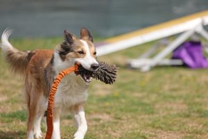 dog,playing,with,the,toy,outside,on,field