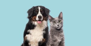 head,shot,of,happy,bernese,mountain,dog,and,grey,nebelung