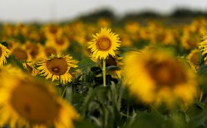 South Farm Sunflowers