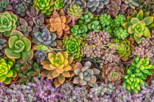 mixed,colorful,of,succulent,plants,in,garden.,nature,background.