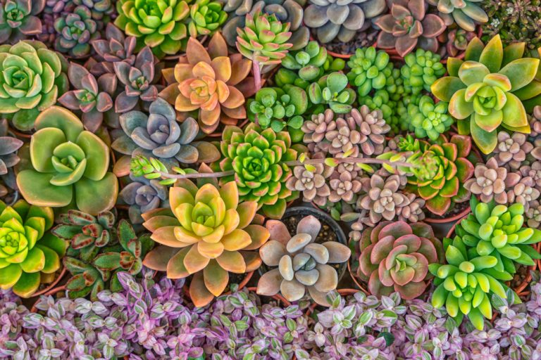 mixed,colorful,of,succulent,plants,in,garden.,nature,background.