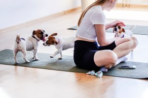 girl,doing,yoga,with,a,little,jack,russell,terrier,puppy
